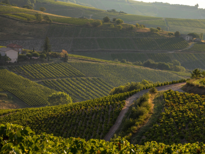 Beaujolais : Un Patrimoine Viticole à Déguster, à Découvrir, à Aimer